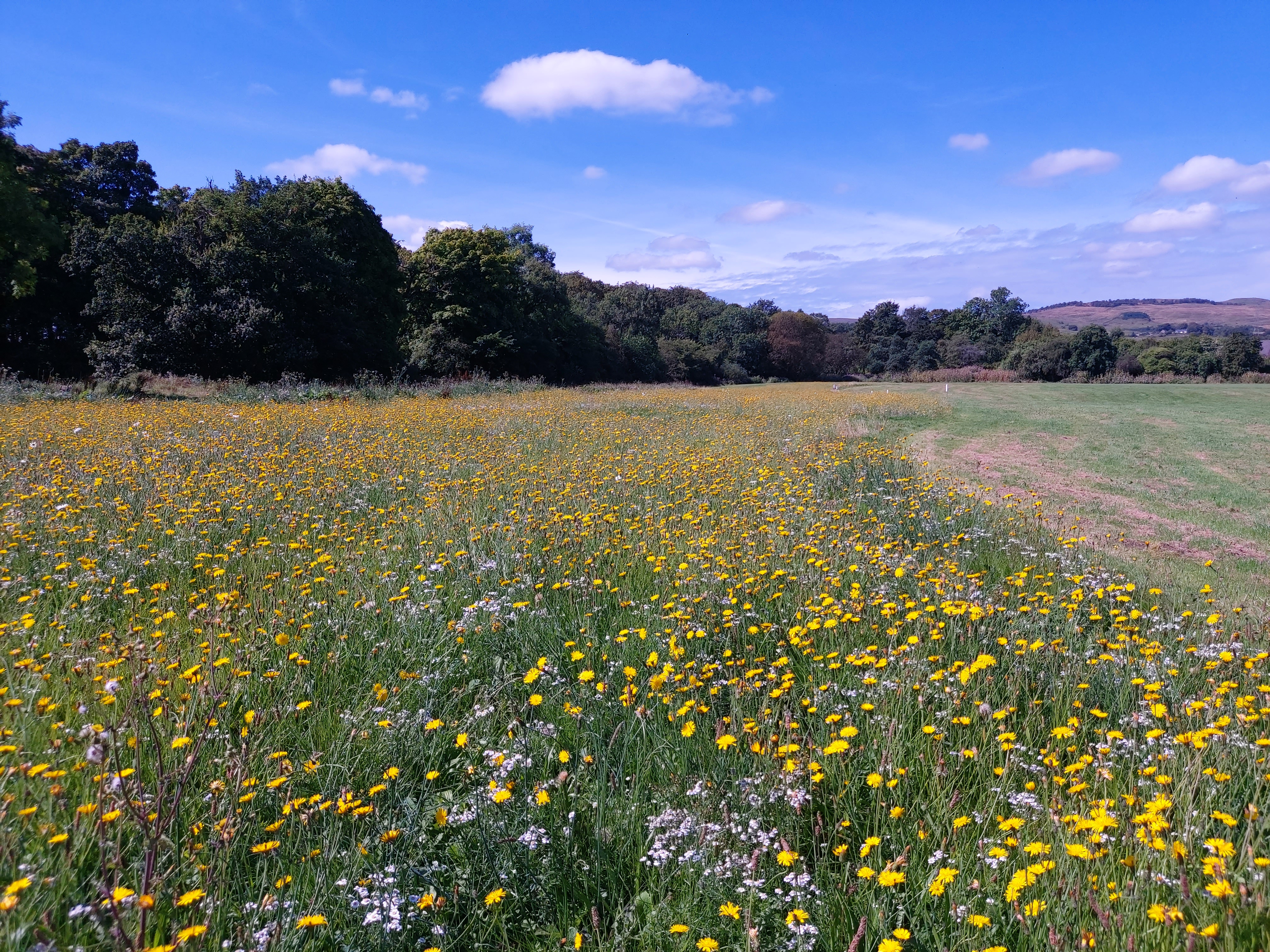 Lochwinnoch Annex Wildflower Meadow
